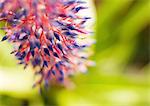 Bromeliad flower, extreme close-up