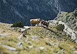 Cows standing on mountainside