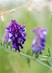 Purple flowers of common vetch plant