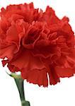 Red carnation, close-up