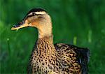 Canard colvert femelle