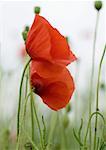 Coquelicots