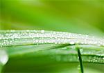 Gouttes d'eau sur les brins d'herbe