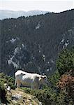 Cow on mountainside