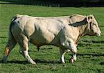 Charolais cow, full length, side view