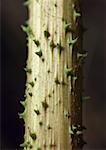 Thorns on stem of plant, close-up