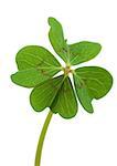 Shamrock, close-up