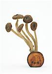 Dried shimeji mushrooms standing on slice of dried lotus pod