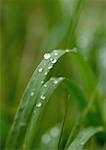 Gouttes d'eau sur les brins d'herbe