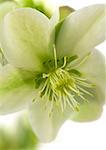 White hellebore flower, close-up