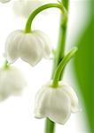 Lily of the valley, close-up