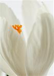 Crocus blanc, gros plan