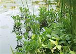 Aquatic plants and pond