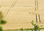 Tiretracks dans le champ de blé