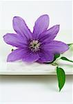 Clematis blossom on dish