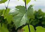 Feuille de vigne