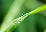 Gouttes d'eau sur les brins d'herbe