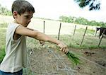 Boy standing next to fence, holding out handful of grass