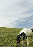 Chevaux paissent dans les pâturages