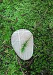 Pebble on moss