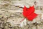 Red Maple Leaf, Algonquin Provincial Park, Ontario, Canada