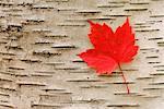 Rotes Ahornblatt, Algonquin Provincial Park, Ontario, Kanada