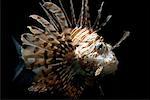 Portrait of Lionfish