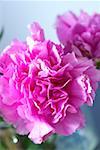 Close-up of a peony