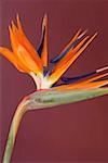 Close-up of bird-of-paradise Flower, Single Object, Object