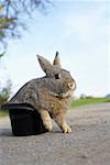 Grey rabbit sitting in a top hat, selective focus