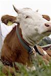 Brun de vache avec un signe dans son oreille sur un parc d'engraissement, close-up, mise au point sélective