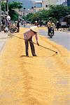 Femme séchant riz sur route, Vietnam