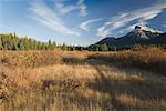 Mountains, Field and Forest, Bow Valley, Banff National Park, Canada