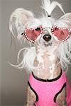 Portrait of Dog Wearing Sunglasses