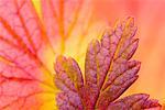 Close-Up of Autumn Leaves