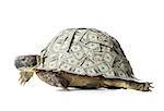 Turtle with US dollar bills on shell