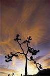 Silhouette of a Joshua tree in a desert