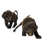 Chiots de jumeaux