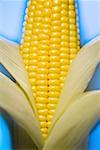 Close-up of an ear of corn