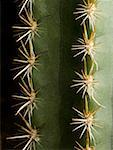 Close-up of cactus spines