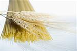 Close-up of wheat stalks and uncooked spaghetti