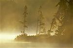 Pine trees by a lake