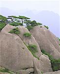 View of trees on a rock formation