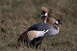 Two exotic birds standing in a field