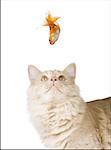 Close-up of a cat looking up at a goldfish
