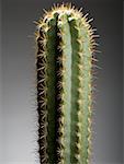 Gros plan d'un cactus