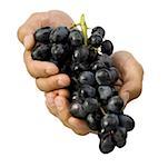 Close-up of hands holding a bunch of grapes