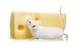 Close-up of a rat eating cheese