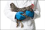 Animal researcher holding a chicken