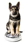 German Shepherd pup on bathroom scale